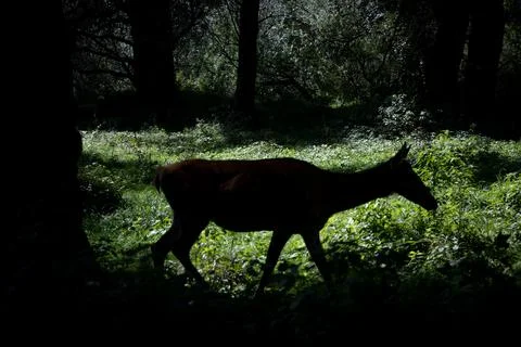 Silhouette of a female deer in the forest while foraging. Stock Photos