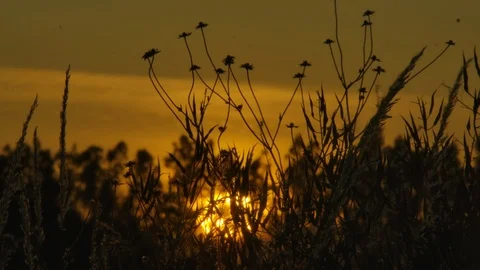 Silhouette of a field Stock Footage 125075338