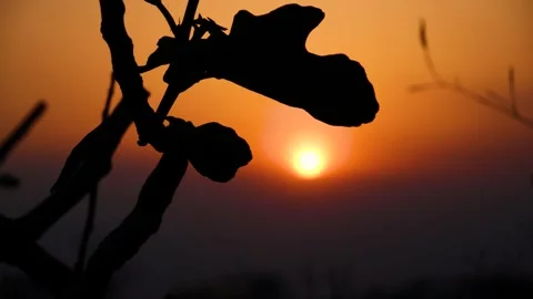 Silhouette of a fig leaf against a vibrant orange sunset sky 스톡 동영상 341937567