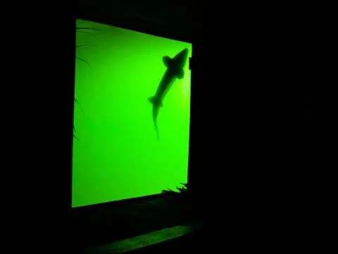 Silhouette of a fish Stock Photos