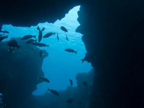 Silhouette of fish Stock Photos