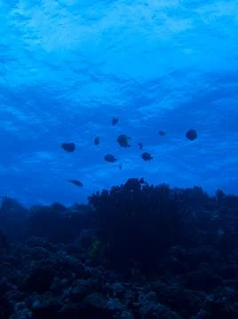 Silhouette of fish Stock Photos