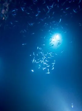 Silhouette of fish Stock Photos