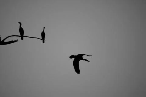 Silhouette flight Stock Photos