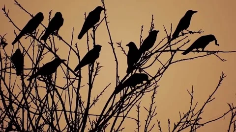 Silhouette of a flock of crows perched on bare tree branches Stock-Footage 348118422