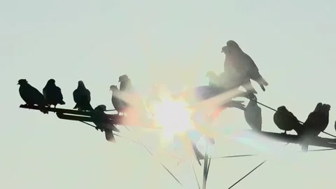 Silhouette of a flock of pigeons on the antenna in the rays of the morning s Vídeos de archivo 229226352