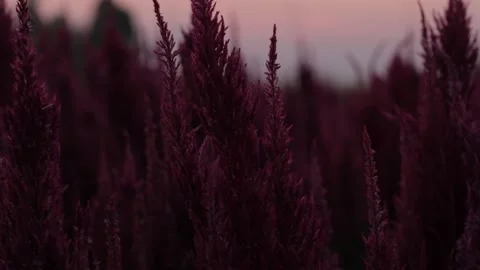 Silhouette flower in the evening Stock Footage 171763125