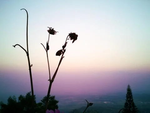 Silhouette flower Foto stock