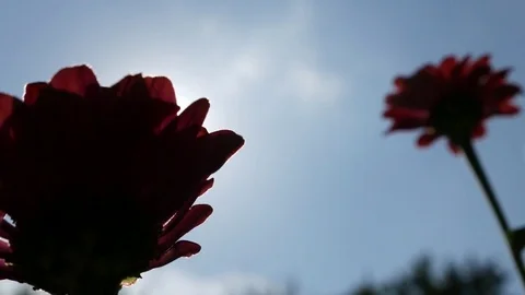 Silhouette of the flower in the sunlight Stock Footage 80189830