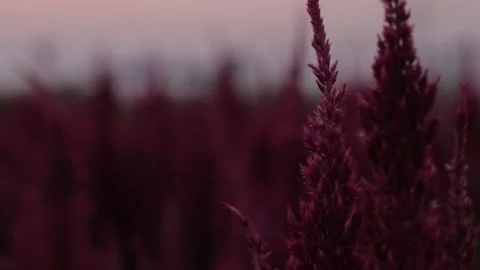 Silhouette flower at sunset background Stock Footage 171763131