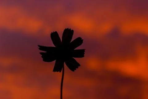 Silhouette of a flower on a sunset background Stock Photos