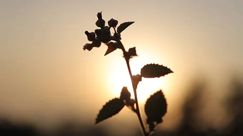 Silhouette of a flower at sunset Stock Footage 148747652