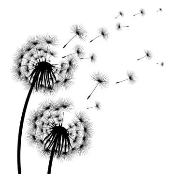 Silhouette of a flowering dandelion Stock Illustration