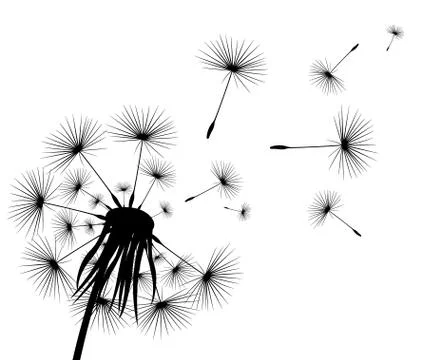 Silhouette of a flowering dandelion 스톡 일러스트