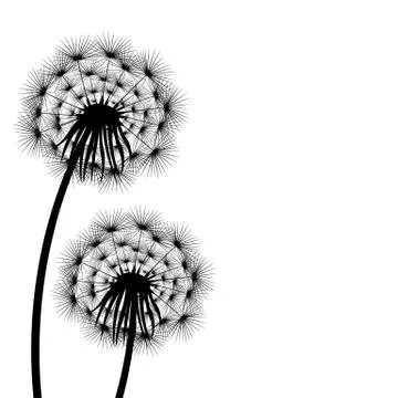 Silhouette of a flowering dandelion 스톡 일러스트