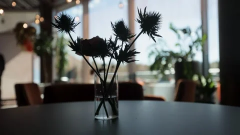 Silhouette of flowers in the background  Stock Footage 308447581