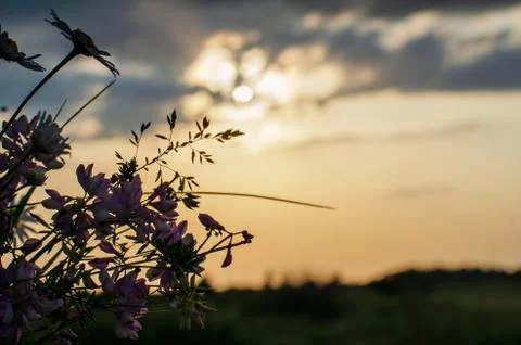 Silhouette of flowers close-up against a dramatic sky. Stock Photos