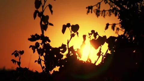 Silhouette of flowers on sunset background with backlight Stock-Footage 88254140