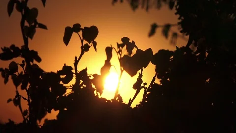 Silhouette of flowers on sunset background with backlight, beautifull view Stock Footage 88254204