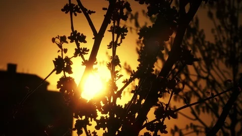Silhouette of flowers on sunset Stock-Footage 88253106