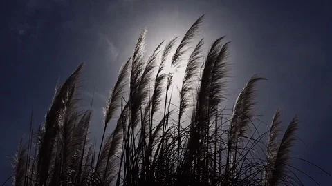 Silhouette the fluffy feather grass eared from the wind in the sunlights against 스톡 동영상 113994097