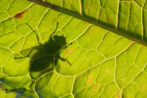 Silhouette of fly on leaf Stock Photos