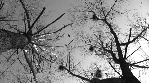 Silhouette of flying crows 스톡 동영상 1995276