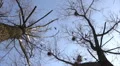 Silhouette of flying crows HD Footage