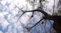 Silhouette of flying crows HD Footage