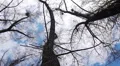 Silhouette of flying crows HD Footage