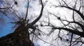 Silhouette of flying crows HD Footage