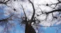 Silhouette of flying crows HD Footage