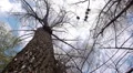 Silhouette of flying crows HD Footage