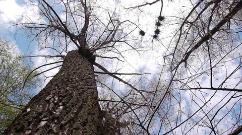 Silhouette of flying crows 스톡 동영상 50150462