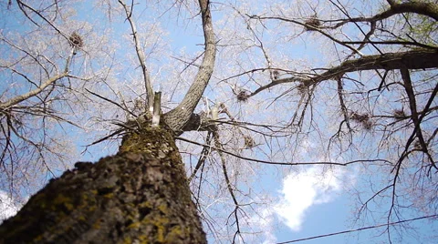 Silhouette of flying crows 스톡 동영상 50150485