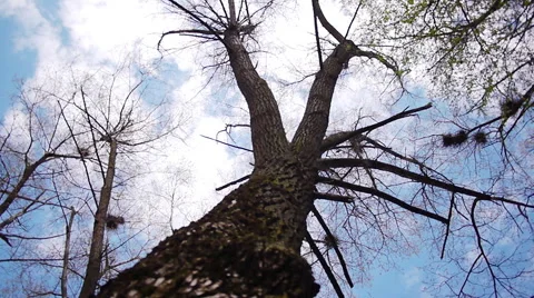 Silhouette of flying crows 스톡 동영상 50150490