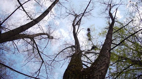 Silhouette of flying crows 스톡 동영상 50150532