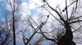 Silhouette of flying crows HD Footage