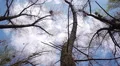 Silhouette of flying crows HD Footage