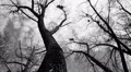 Silhouette of flying crows HD Footage