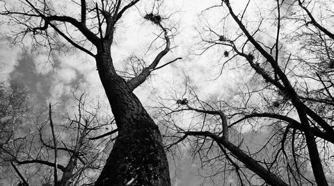 Silhouette of flying crows 스톡 동영상 50449642