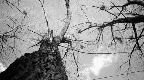 Silhouette of flying crows 스톡 동영상 51903525