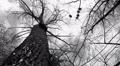 Silhouette of flying crows HD Footage