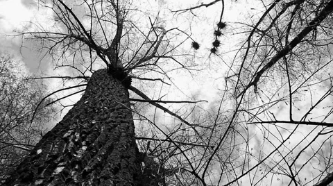 Silhouette of flying crows 스톡 동영상 51903526