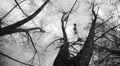 Silhouette of flying crows HD Footage
