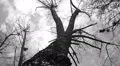 Silhouette of flying crows HD Footage
