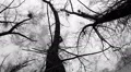 Silhouette of flying crows HD Footage