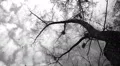 Silhouette of flying crows HD Footage