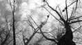 Silhouette of flying crows HD Footage