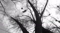 Silhouette of flying crows HD Footage